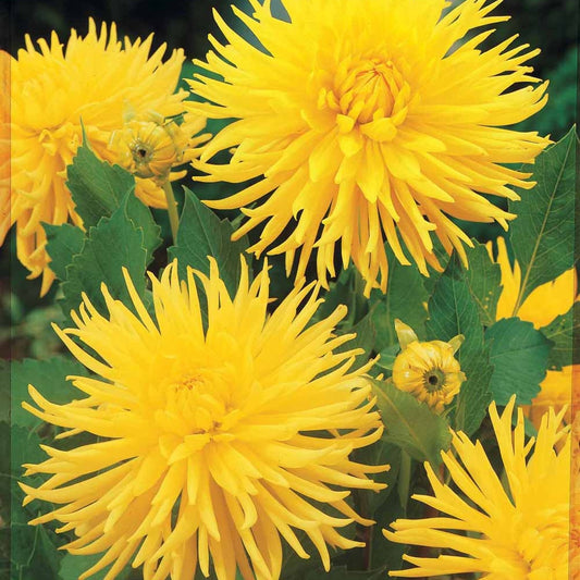 Cactus Dahlias 'Yellow Happiness' (x3) - Bakker