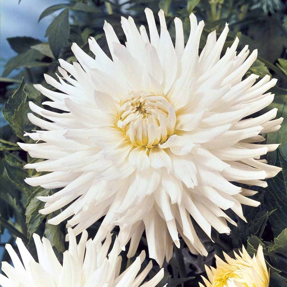 Dahlia White Happiness - Dahlia 'White Happiness' (x3) - Dahlia 