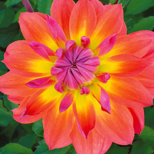 Dahlia 'Tricolore' (x3) - Bakker