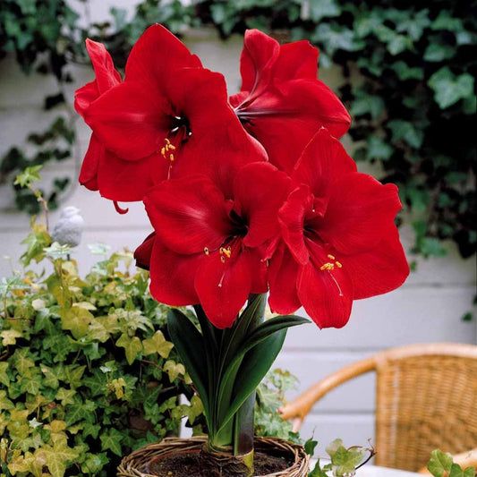 Amaryllis 'Valencia' - Amaryllis valencia - Bloembollen