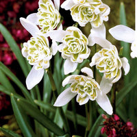 Sneeuwklokje 'Flore Pleno' (x10) - Galanthus nivalis flore pleno - Voorjaarsbloeiers