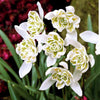 Sneeuwklokje 'Flore Pleno' (x10) - Galanthus nivalis flore pleno - Voorjaarsbloeiers