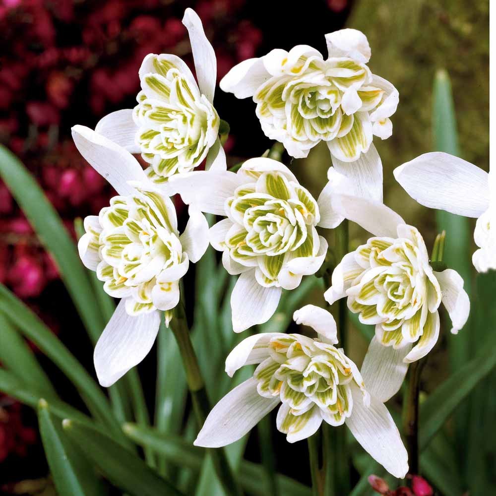 Sneeuwklokje 'Flore Pleno' (x10) - Galanthus nivalis flore pleno - Voorjaarsbloeiers