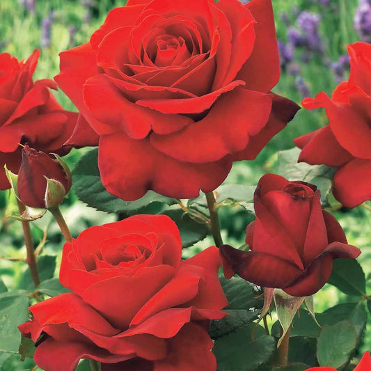 Geurende roos 'Duftzauber 84' - Rosa la magie du parfum - Tuinplanten