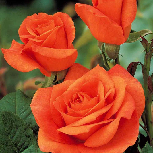 Roos 'Orange Supreme' - Rosa orange supreme - Tuinplanten
