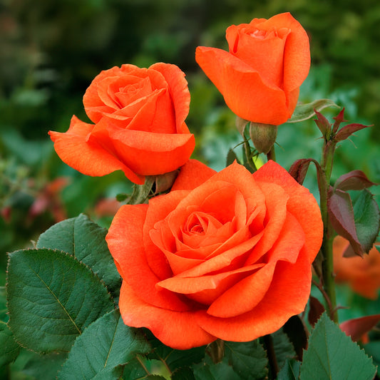 Roos 'Orange Supreme' - Bakker