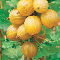 Kruisbes 'Engelse wit' (x2) - Ribes uva-crispa anglaise blanche - Fruit