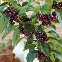 Zoete kers 'Karina' - Prunus avium karina - Fruit
