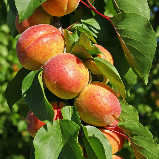 Abrikozenboom Polonais' - Prunus armeniaca polonais - Fruit