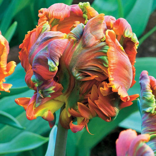 Parkiet Tulpen Blumex (x6) - Tulipa blumex - Bloembollen