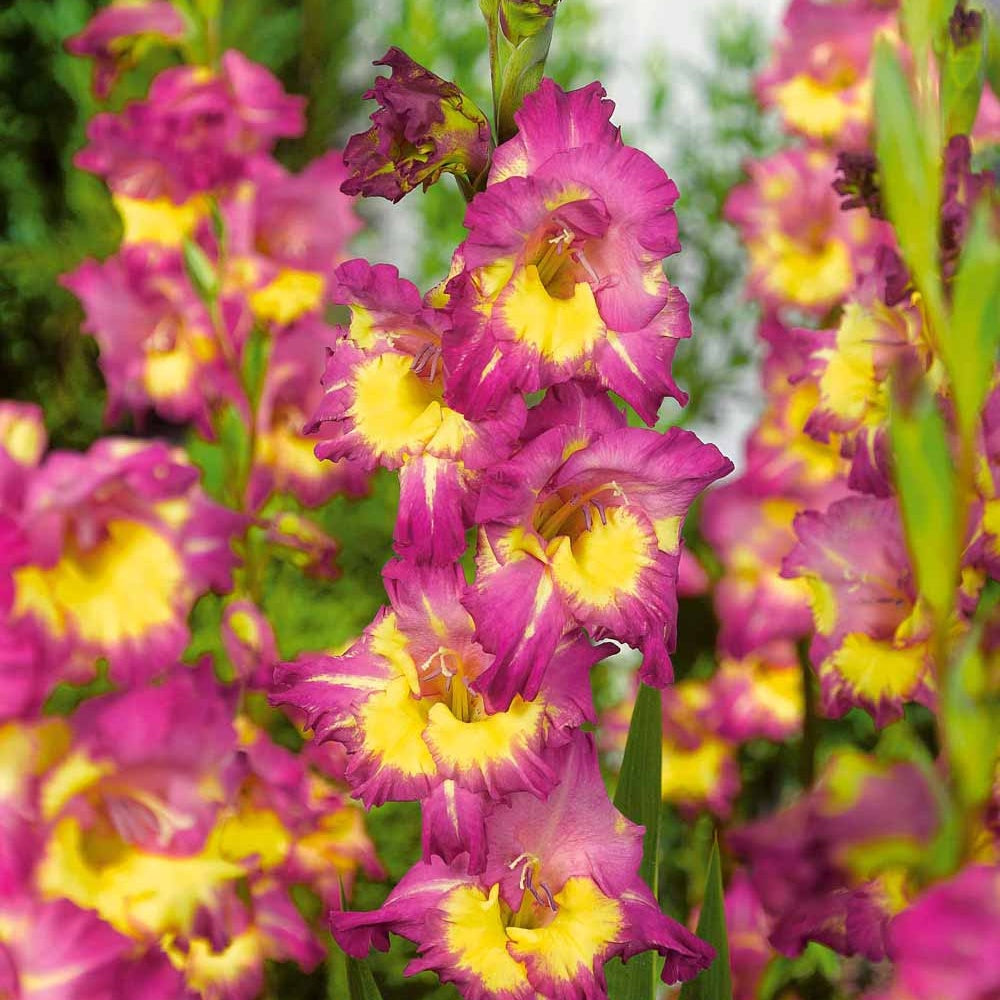 Gladiool 'Farwest' (x25) - Bakker