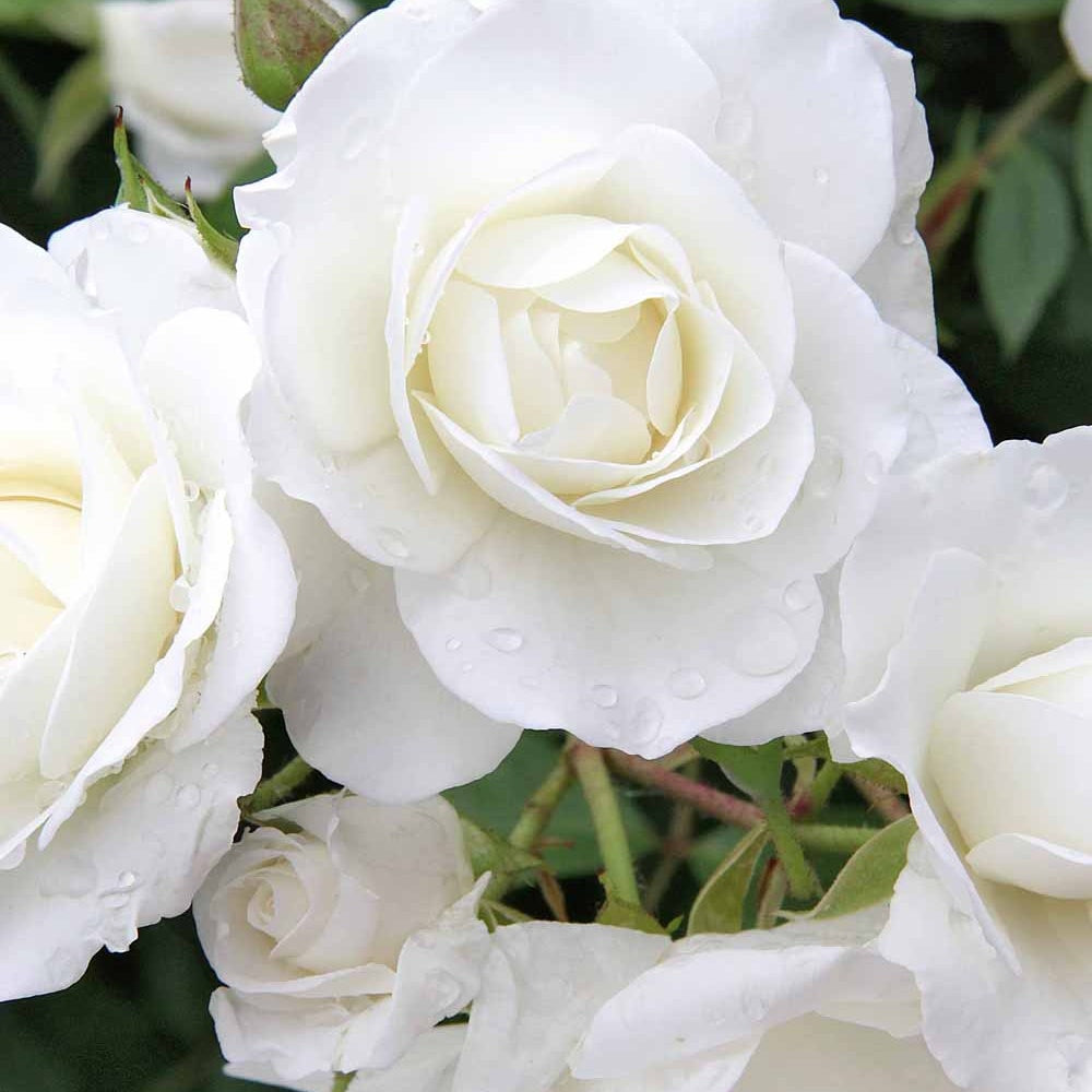 Rosa iceberg - Roos 'Iceberg' - Rozen