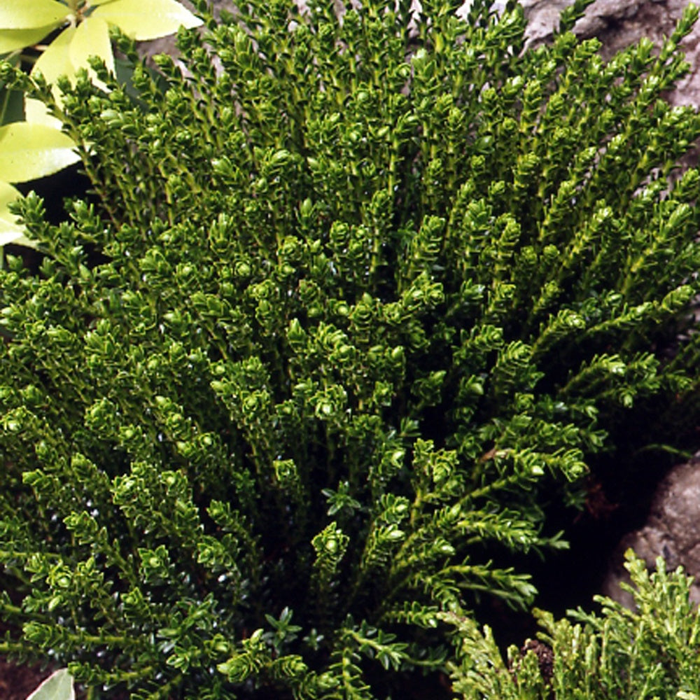 Struik veronica  'Emerald Green' - Hebe emerald green - Terras- en balkonplanten