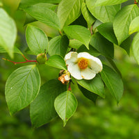 Schijncamelia - Stewartia pseudocamellia - Terras- en balkonplanten