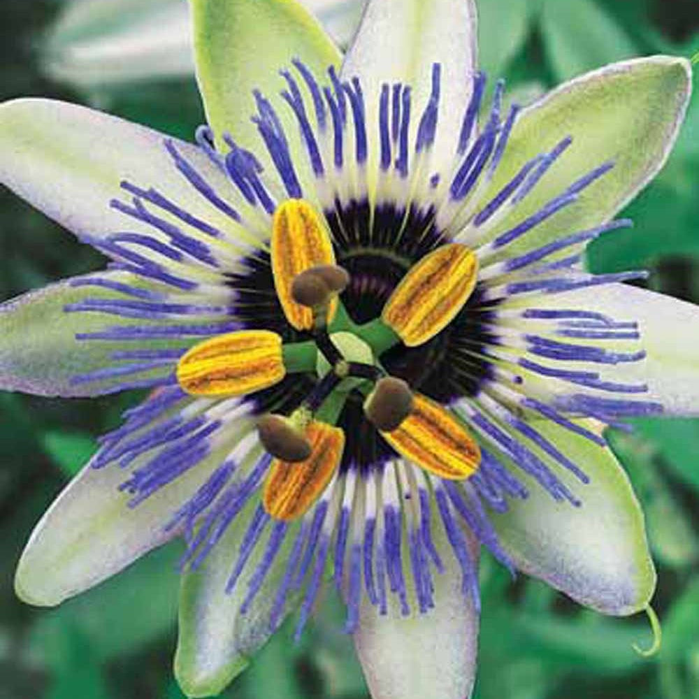 Passiflora caerulea Clear Sky - Passiebloem Clear Sky - Passiebloem