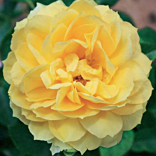 Eilandroos Bahama ® Intercomham - Bakker