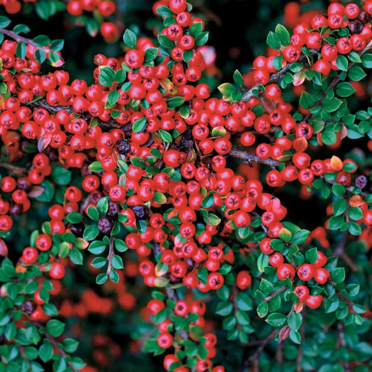 Glanzende dwergmispel - Cotoneaster lucidus - Tuinplanten