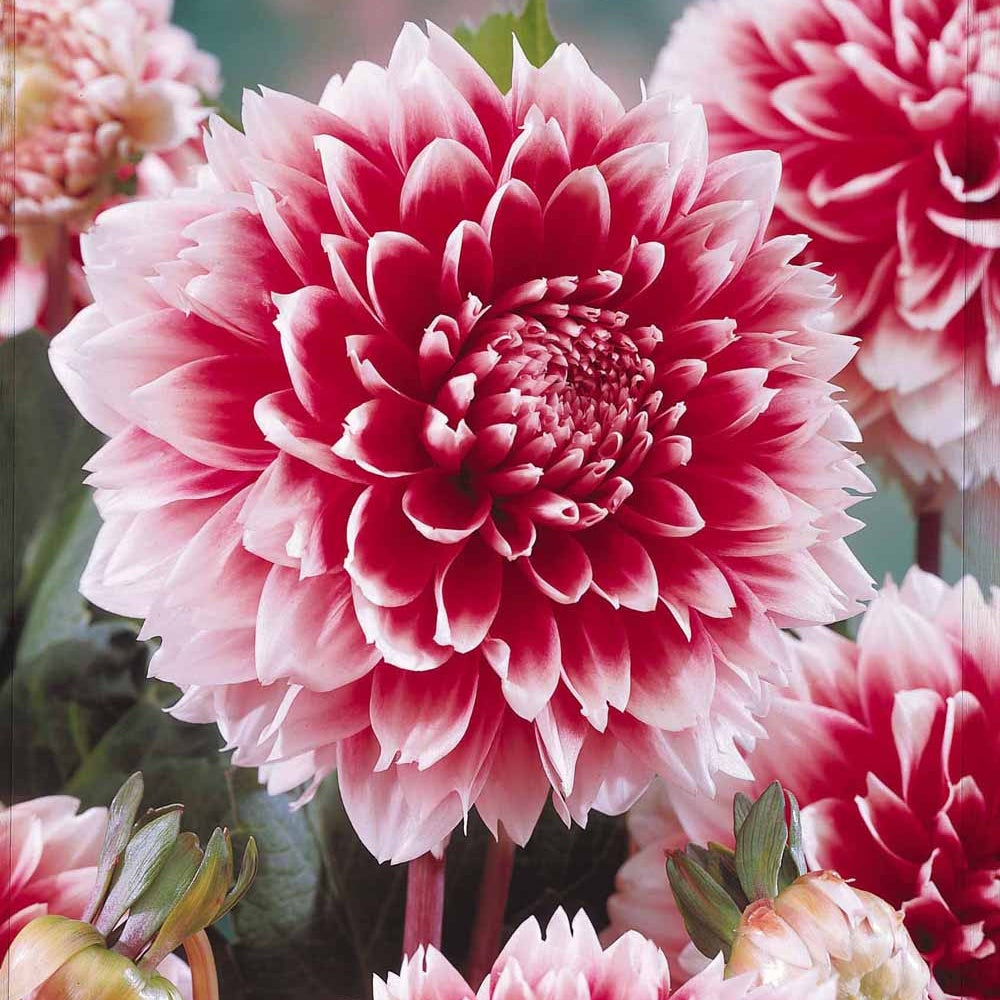 Dalia 'Fubuki' - rood / wit (x3) - Bakker