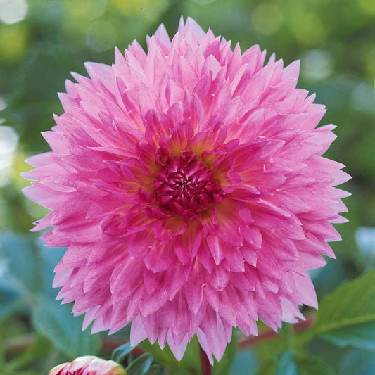Dahlia 'Sakura Fubuki' (x3) - Bakker