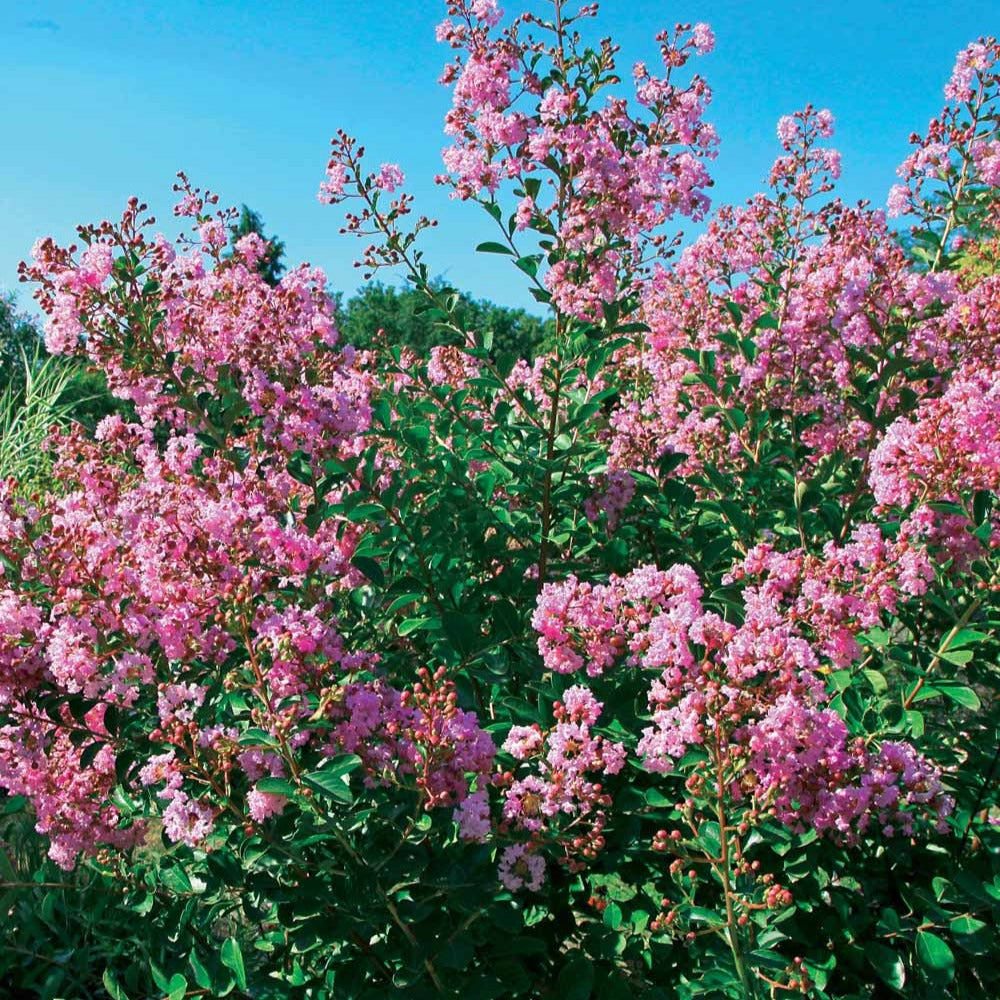 Indische sering - 'Petit Pink' - Lagerstroemia indica petit pink - Heesters en vaste planten
