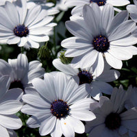 Margiet - wit (x3) - Osteospermum margarita white - Terras- en balkonplanten