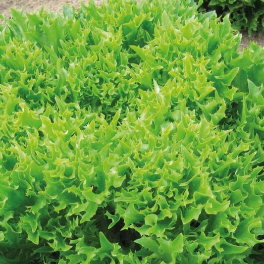 IJsbergsla Batavia Eazyleaf Skilton - Bakker