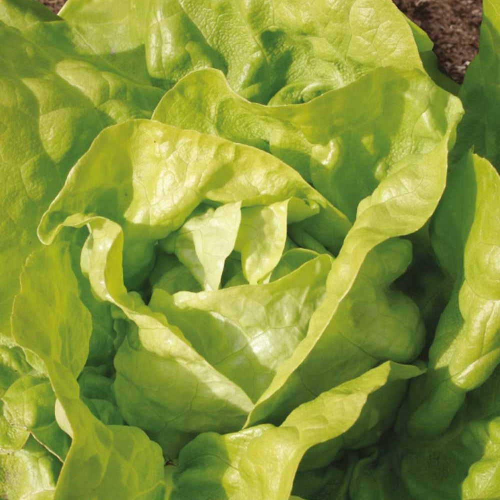 Kropsla Twellose Gele Bio - Bakker