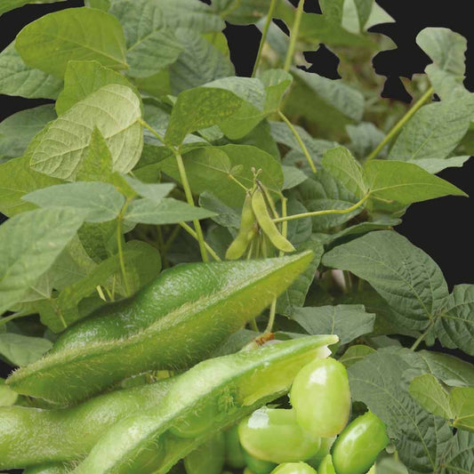 Edamame boon - Bakker