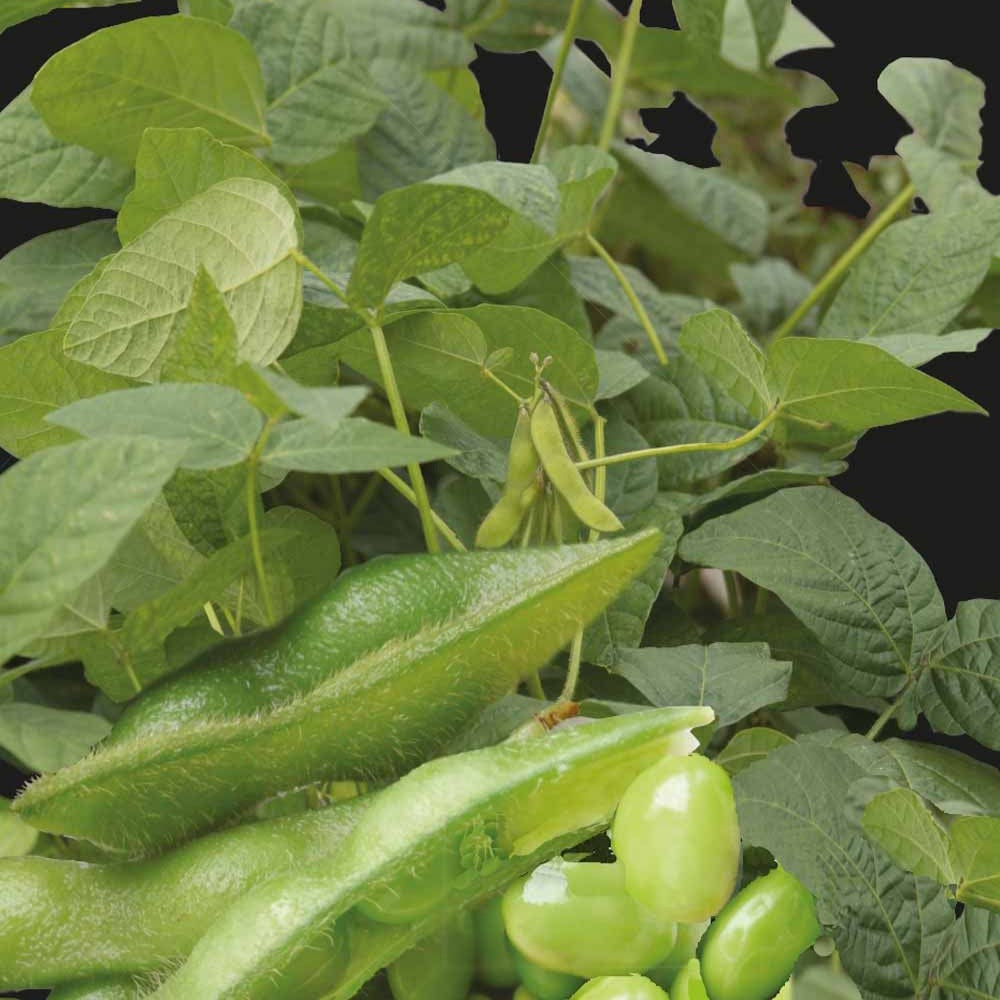 Moestuinzaden - Edamame boon - Glycine max