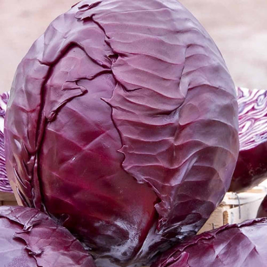 Rode kool 'Langedijker Bewaar 2' - Brassica oleracea langedijker bewaar 2 - Moestuin