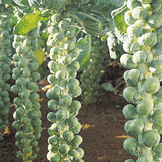 Spruiten 'Igor F1' - BIO - Bakker