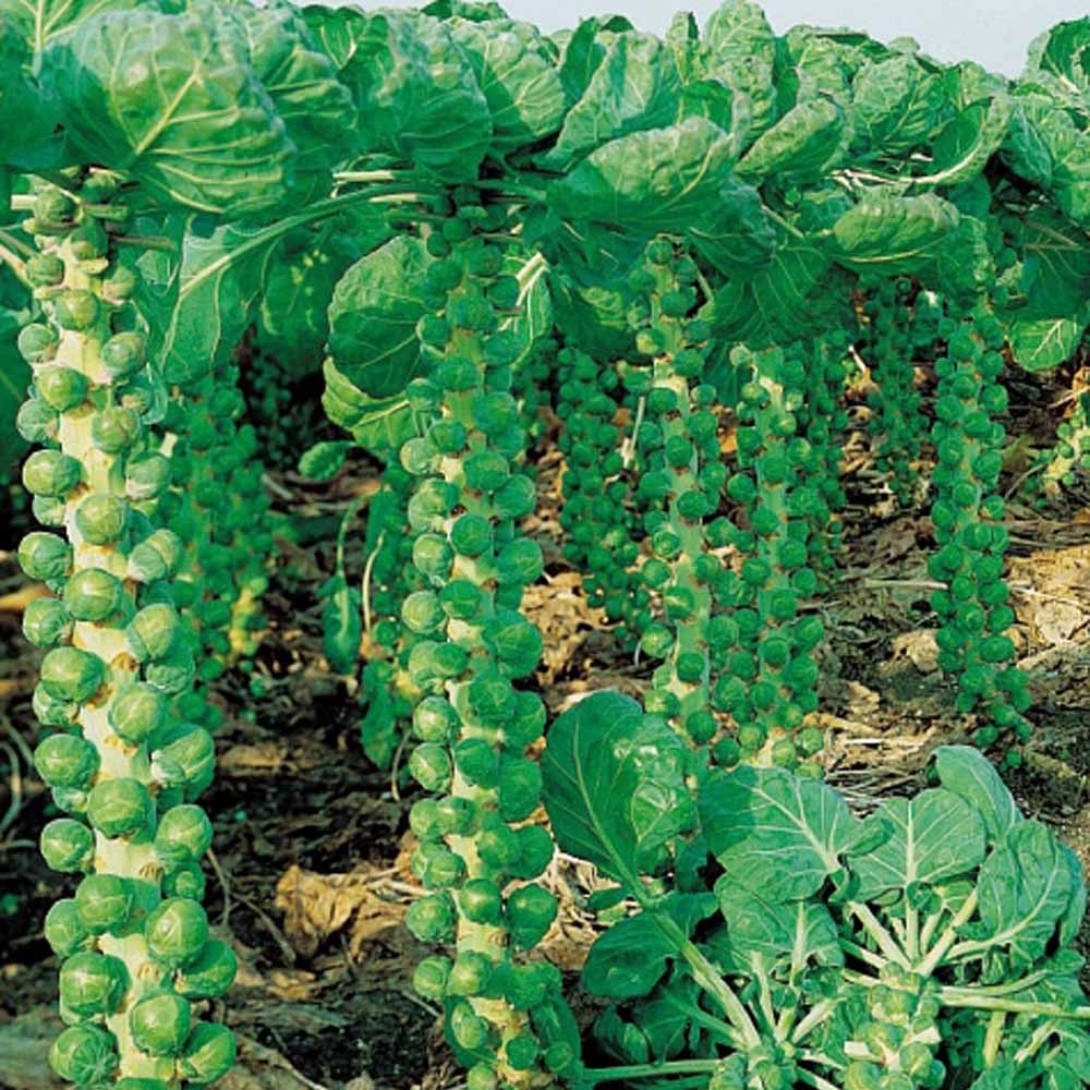 Spruiten 'Roodnerf' - Brassica oleracea roodnerf - Moestuin