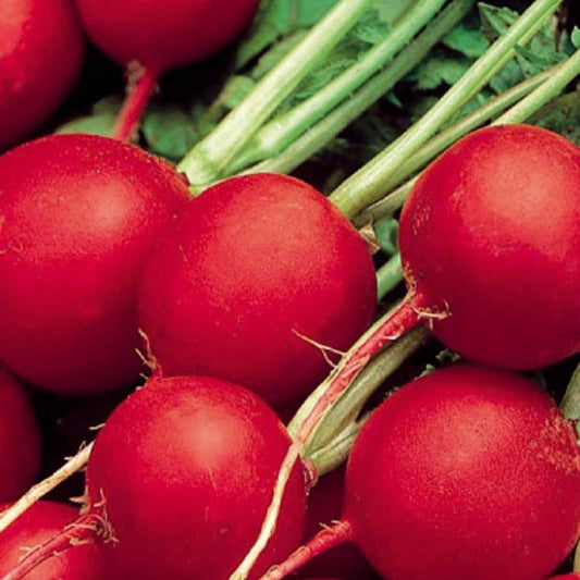 Radijs rond Celesta F - Bakker