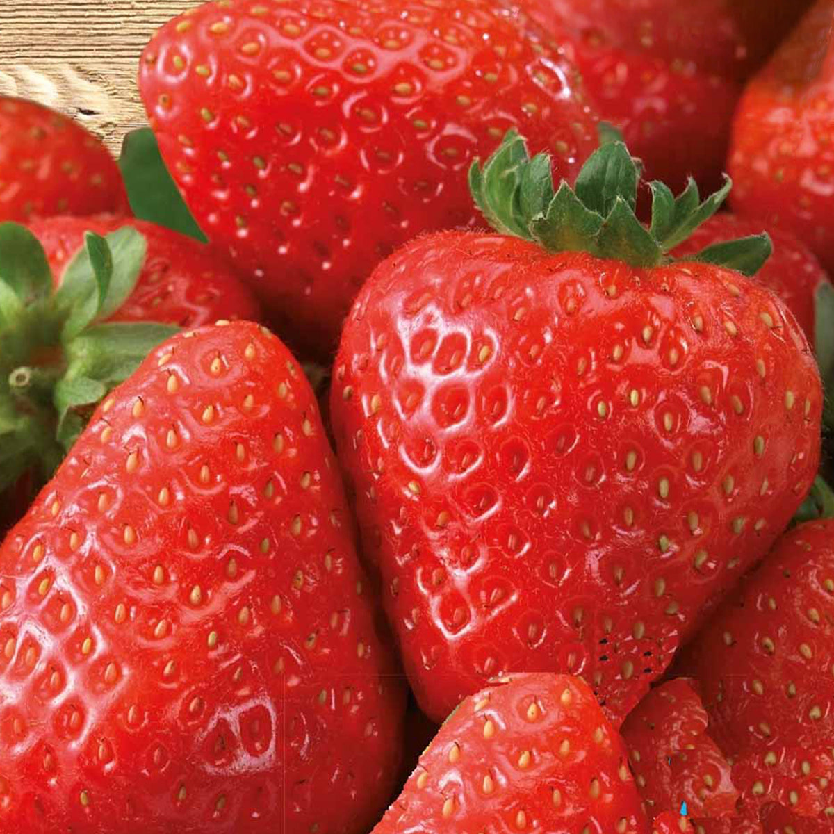 Aardbei 'Grandian F1' - Fragaria x ananassa grandian f1 - Bakker