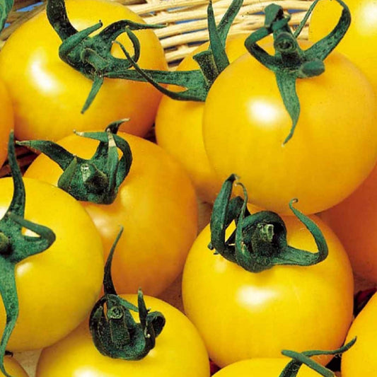 Gele tomaat 'Goldene Königin' - Solanum lycopersicum goldene königin - Moestuin