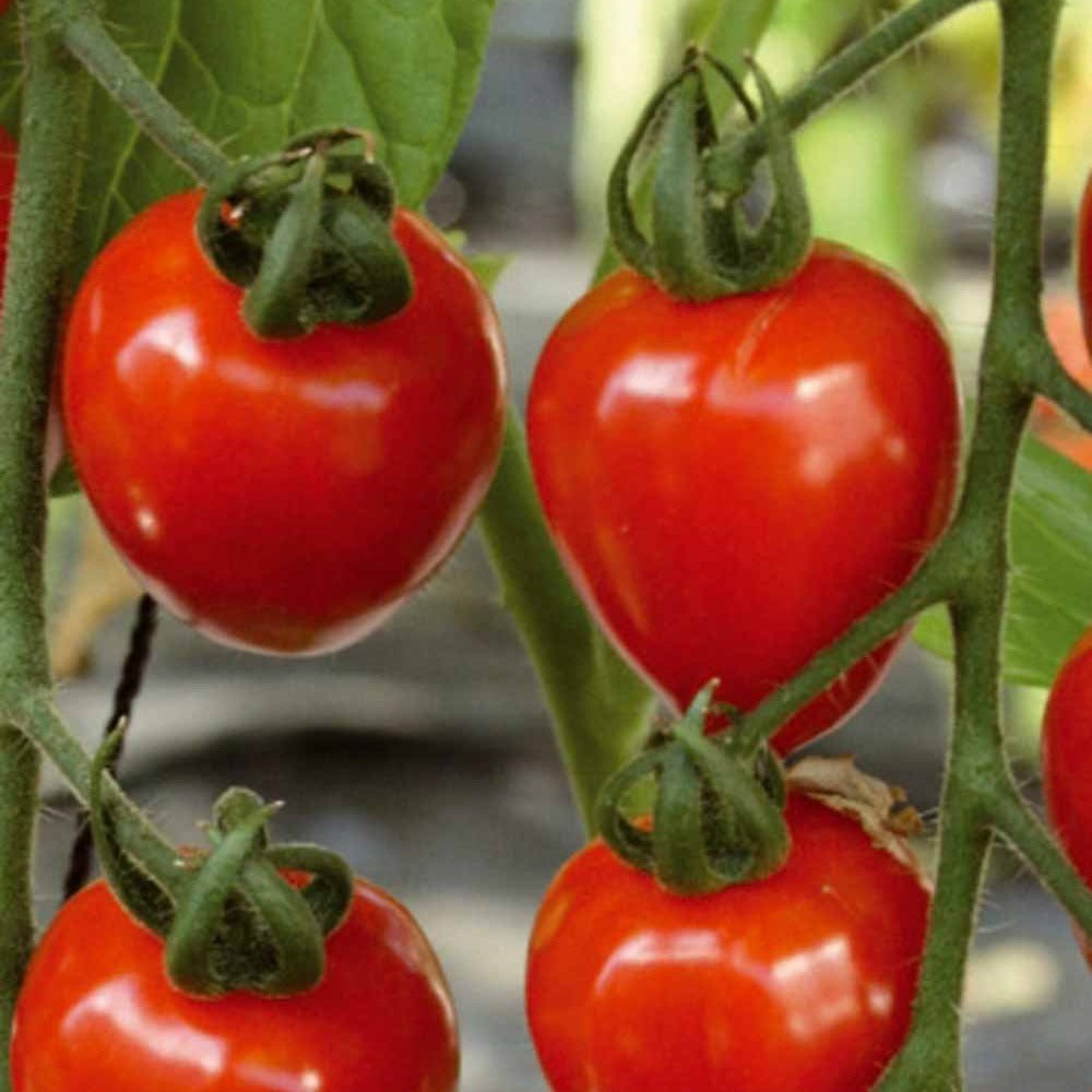 Collectie cherry tomaten - Collection tomates cerises - Moestuin