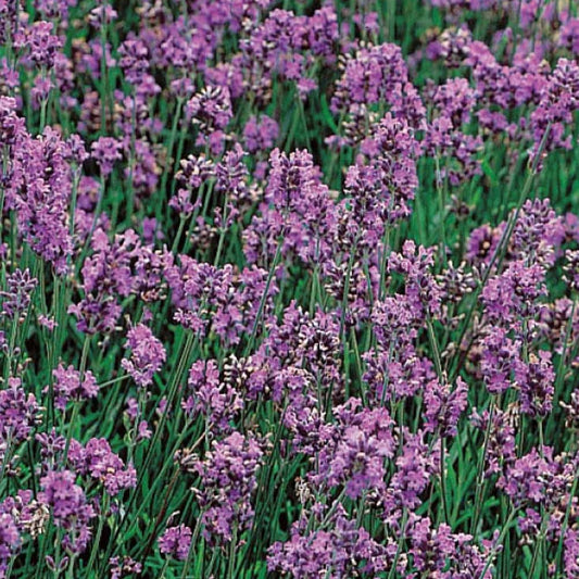 Lavendel 'Vera' - Bakker