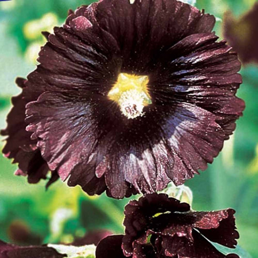 Stokroos 'Jet Black' - Alcea rosea var. nigra - Moestuin