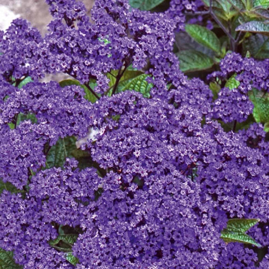 Vanillebloem Heliotropium Marine - Bakker