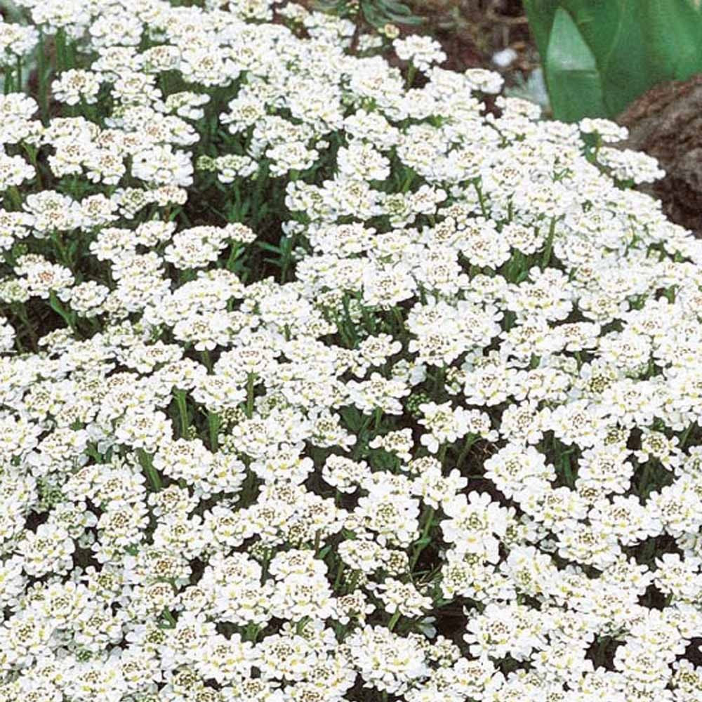 Iberis Scheefbloem - Bakker