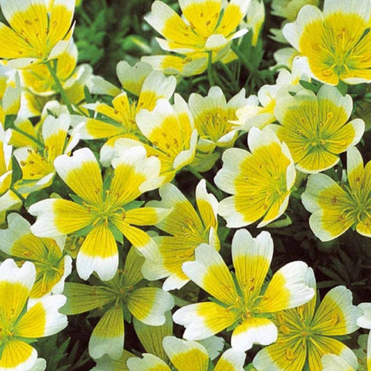 Moerasbloem - Bakker