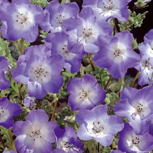 Bosliefje Nemophila Prince Gustav's Eyes - Nemophila menziesii - Moestuin