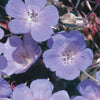 Beemdooievaarsbek - Blauw - Bakker