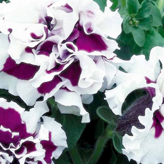 Dubbelbloemige petunia 'Purple Pirouette F1' - Bakker