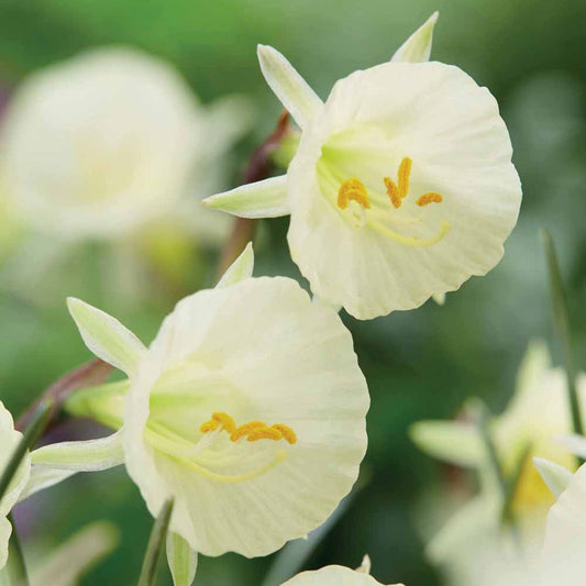 Narcissen Artic Bells (x10) - Narcissus artic bells - Bloembollen