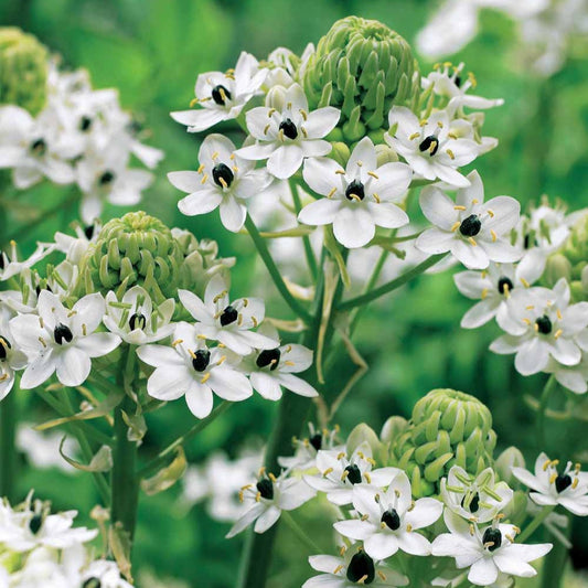 Vogelmelk (x3) - Bakker