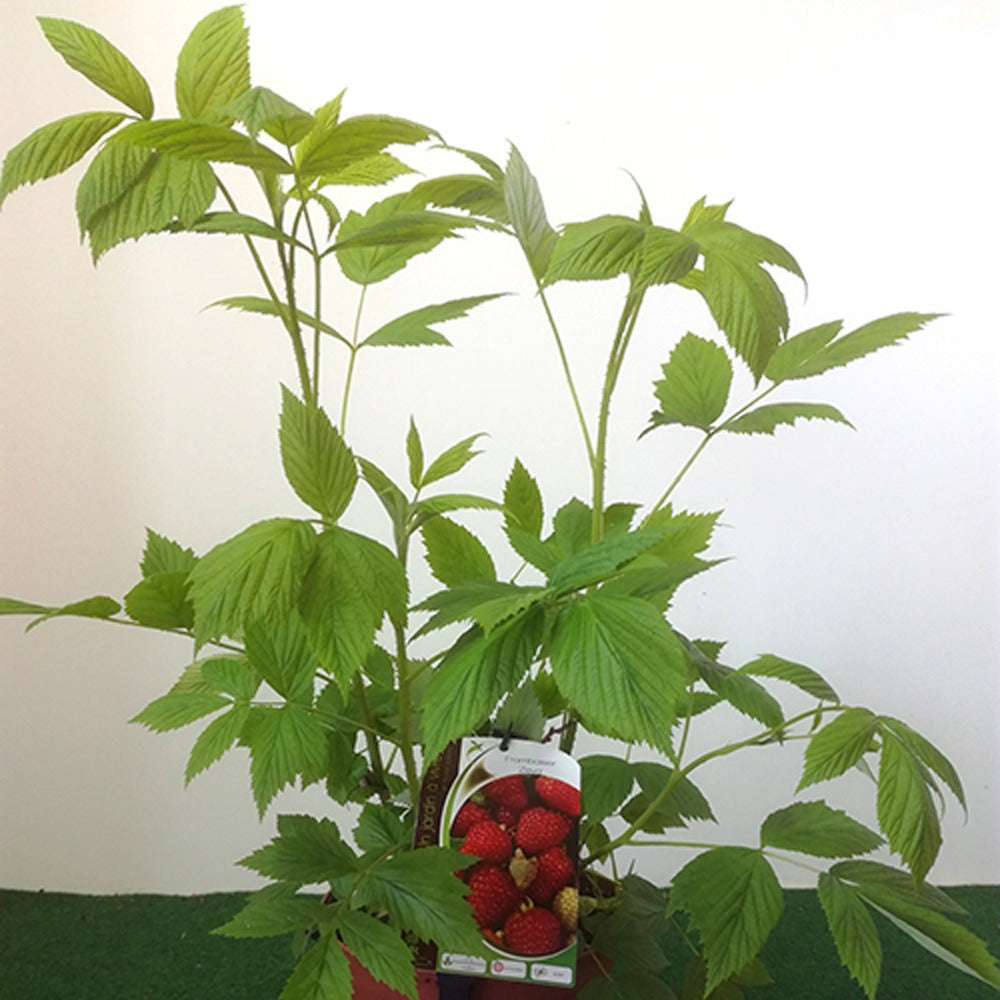 Framboos 'Zeva' - Rubus idaeus zeva - Bakker