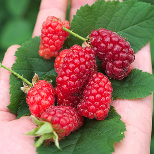Taubes 'Bounty Berry' - Rubus fruticosus tayberry bounty berry 'yantay' - Kleine fruitbomen