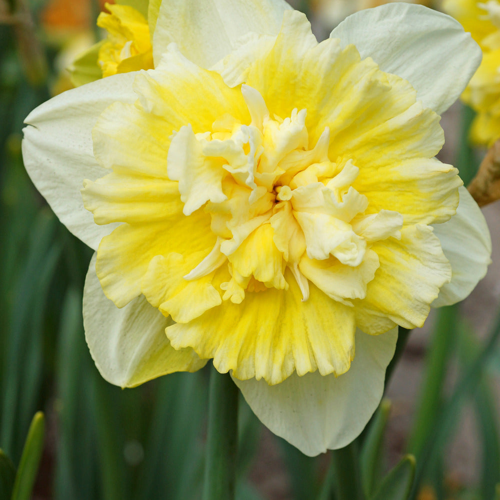 Narcis Ice King (x5) - Narcissus ice king - Bloembollen