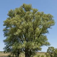 Schietwilg - Salix alba - Heesters en vaste planten